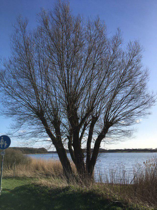 Ferienwohnung Am Noor Nahe Schleswig Und Dem Wikingerdorf Haithabu Fahrdorf  Eksteriør billede